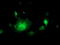 NGG1 Interacting Factor 3 Like 1 antibody, TA503680, Origene, Immunofluorescence image 
