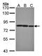 Lysyl oxidase homolog 2 antibody, orb73367, Biorbyt, Western Blot image 