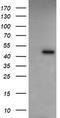 Ras association domain-containing protein 8 antibody, CF505927, Origene, Western Blot image 
