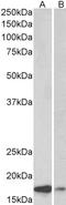 Synuclein Alpha antibody, STJ72875, St John