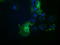 Histone Deacetylase 6 antibody, TA502222, Origene, Immunofluorescence image 