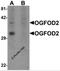2-Oxoglutarate And Iron Dependent Oxygenase Domain Containing 2 antibody, 6179, ProSci, Western Blot image 