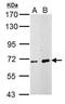 Nuclear pore glycoprotein p62 antibody, GTX107920, GeneTex, Western Blot image 