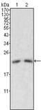 Apolipoprotein M antibody, MA5-15322, Invitrogen Antibodies, Western Blot image 