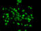 BUD23 RRNA Methyltransferase And Ribosome Maturation Factor antibody, 22-859, ProSci, Immunofluorescence image 