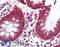 Translocator protein antibody, LS-B3245, Lifespan Biosciences, Immunohistochemistry frozen image 