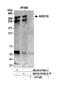 AT-Rich Interaction Domain 1B antibody, NB100-57485, Novus Biologicals, Western Blot image 