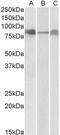 Delta Like Canonical Notch Ligand 4 antibody, MBS423241, MyBioSource, Western Blot image 