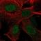 Receptor Transporter Protein 4 antibody, PA5-64190, Invitrogen Antibodies, Immunofluorescence image 