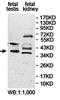 Izumo Sperm-Egg Fusion 1 antibody, orb78234, Biorbyt, Western Blot image 