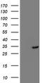 Translocase Of Outer Mitochondrial Membrane 34 antibody, TA503216BM, Origene, Western Blot image 