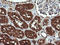 D-Dopachrome Tautomerase antibody, LS-C174427, Lifespan Biosciences, Immunohistochemistry frozen image 
