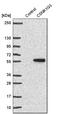 Casein Kinase 1 Gamma 3 antibody, HPA027010, Atlas Antibodies, Western Blot image 