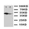 SHC-transforming protein 1 antibody, orb97023, Biorbyt, Western Blot image 