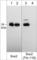 Quiescin Sulfhydryl Oxidase 1 antibody, SM5511, ECM Biosciences, Western Blot image 