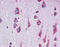 43 kDa receptor-associated protein of the synapse antibody, 51-063, ProSci, Enzyme Linked Immunosorbent Assay image 