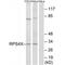 40S ribosomal protein S4, X isoform antibody, PA5-49949, Invitrogen Antibodies, Western Blot image 