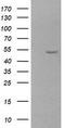 Zinc Finger And SCAN Domain Containing 21 antibody, TA506148, Origene, Western Blot image 