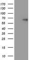 Tripartite Motif Containing 9 antibody, TA800067BM, Origene, Western Blot image 