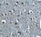 Relaxin 3 antibody, 8181, ProSci Inc, Immunohistochemistry frozen image 