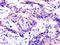 Myocardial Zonula Adherens Protein antibody, orb2124, Biorbyt, Immunohistochemistry paraffin image 