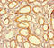 JMJ antibody, orb45414, Biorbyt, Immunohistochemistry paraffin image 