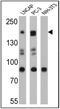 Nuclear Receptor Coactivator 1 antibody, MA1-840, Invitrogen Antibodies, Western Blot image 