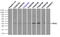 Replication Protein A2 antibody, LS-C114842, Lifespan Biosciences, Flow Cytometry image 