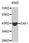 ELL-associated factor 1 antibody, MBS126644, MyBioSource, Western Blot image 