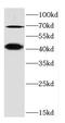 SLAM family member 5 antibody, FNab01503, FineTest, Western Blot image 