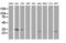 Replication Termination Factor 2 antibody, LS-C172676, Lifespan Biosciences, Western Blot image 