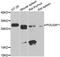 POU Class 2 Homeobox Associating Factor 1 antibody, A6696, ABclonal Technology, Western Blot image 