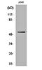 Gastric Inhibitory Polypeptide Receptor antibody, orb161162, Biorbyt, Western Blot image 