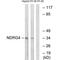 Protein NDRG4 antibody, PA5-50095, Invitrogen Antibodies, Western Blot image 