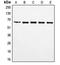 Forkhead Box O4 antibody, MBS820949, MyBioSource, Western Blot image 