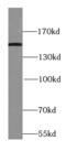 Phosphoinositide-3-Kinase Regulatory Subunit 4 antibody, FNab09427, FineTest, Western Blot image 