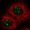 RNA Binding Motif Protein 34 antibody, HPA028606, Atlas Antibodies, Immunofluorescence image 
