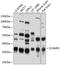 Secretory carrier-associated membrane protein 1 antibody, 23-789, ProSci, Western Blot image 