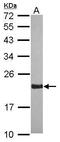 RAP2A, Member Of RAS Oncogene Family antibody, PA5-28905, Invitrogen Antibodies, Western Blot image 