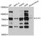 Zinc finger protein GLIS3 antibody, STJ114059, St John