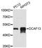 DDB1 And CUL4 Associated Factor 13 antibody, LS-C748273, Lifespan Biosciences, Western Blot image 