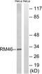 Mitochondrial Ribosomal Protein L46 antibody, LS-B8538, Lifespan Biosciences, Western Blot image 