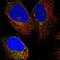 LSM4 antibody, HPA040932, Atlas Antibodies, Immunocytochemistry image 