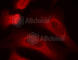 Signal Transducer And Activator Of Transcription 1 antibody, AP0453, ABclonal Technology, Immunofluorescence image 