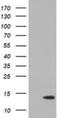 Ripply Transcriptional Repressor 2 antibody, NBP2-45961, Novus Biologicals, Western Blot image 