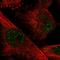 Basic Helix-Loop-Helix Family Member E40 antibody, HPA028922, Atlas Antibodies, Immunocytochemistry image 