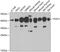 Psat antibody, 22-423, ProSci, Western Blot image 