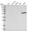 Keratin 4 antibody, HPA034881, Atlas Antibodies, Western Blot image 