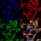 O-Linked N-Acetylglucosamine antibody, SMC-502D-P594, StressMarq, Immunofluorescence image 