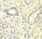Mitogen-Activated Protein Kinase Kinase 2 antibody, FNab05113, FineTest, Immunohistochemistry frozen image 